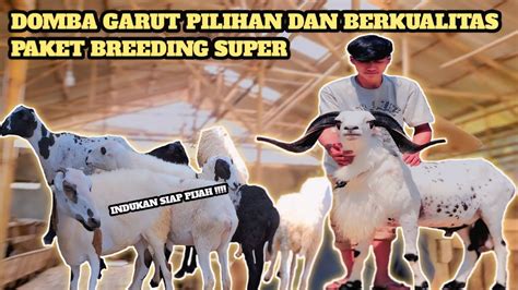 Review Harga Paket Breeding Super Domba Garut Bibilintik Farm Youtube