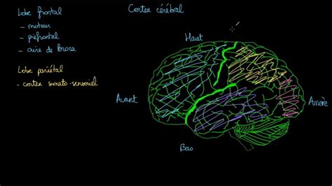 Aperçu Des Fonctions Du Cortex Cérébral Youtube