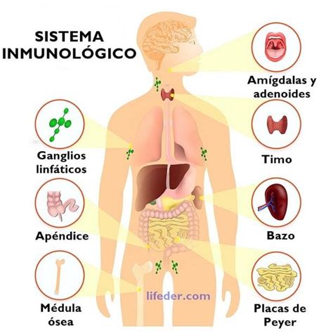 Sistema Inmunitario Su Estructura Rosario Campus Virtual Ort Hot Sex Picture