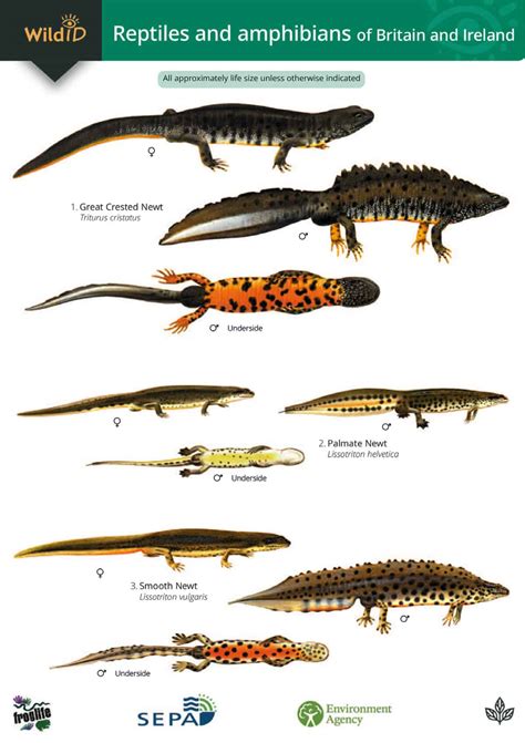 Reptiles and amphibians guide – Field Studies Council