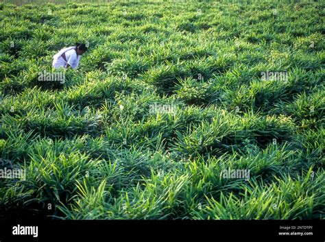 Ginger Garden In Wayanad Kerala India Asia Stock Photo Alamy