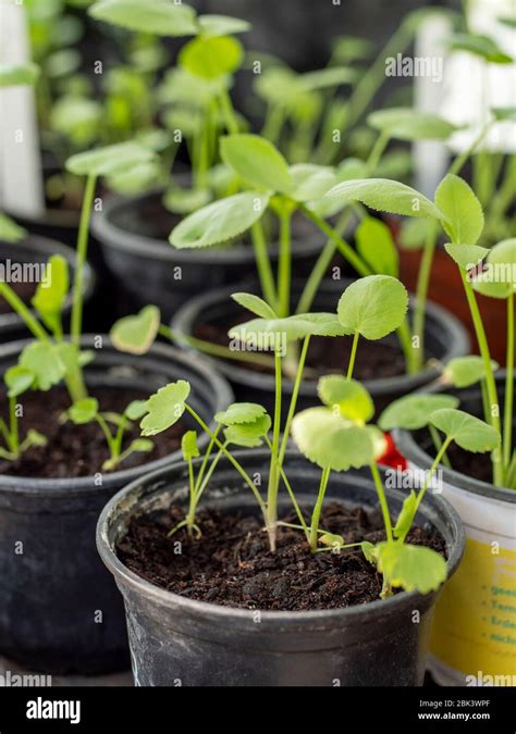 False Queen Annes Lace Ammi Majus Seedlings Stock Photo Alamy