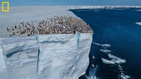 Video Shows Baby Emperor Penguins Cliff Diving On Camera For St Time