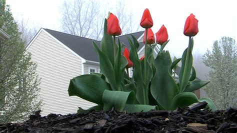 Things to know about meteorological and astronomical spring 