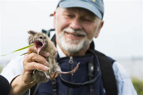 The Comeback Kid: The Atlantic Puffins of Maine — Animalia Podcast