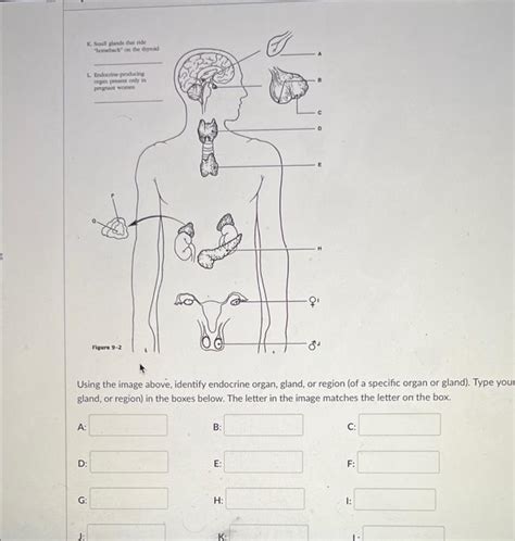 Solved Using The Image Above Identify Endocrine Organ Chegg