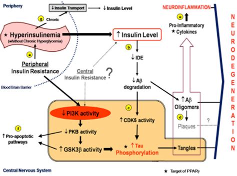 Schematic Representation Of Molecular Pathways Linking Insulin