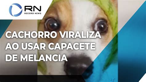 Cachorro Viraliza Ao Usar Capacete De Melancia Youtube