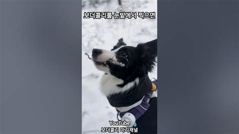 눈밭에서 보더콜리를 찍으면 Shorts 보더콜리 Bordercollie 강아지 Dog 강아지일상 Adorable