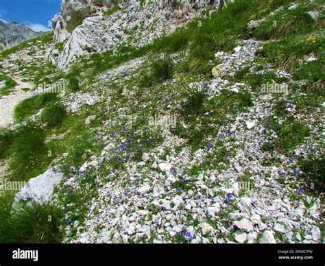 Alpine Rock Garden With Blue Blooming Earleaf Bellflower Or Fairy S