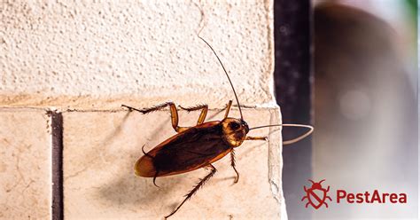 Can Cockroaches Climb 2025 Pestarea