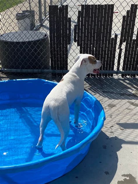 washington county tn animal shelter 8