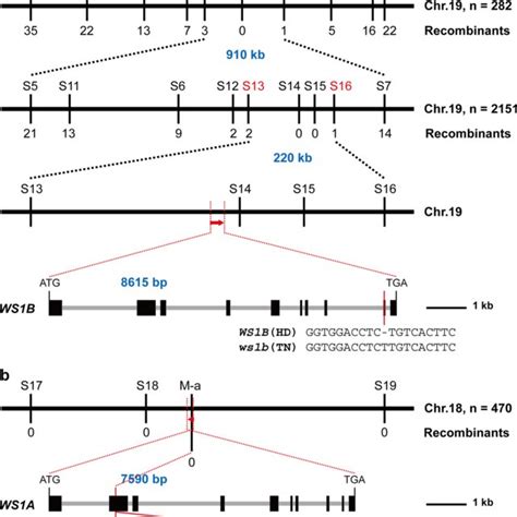 Genetic Complementation Of Ws1a And Ws1b The Pale White Stem Of Tn B