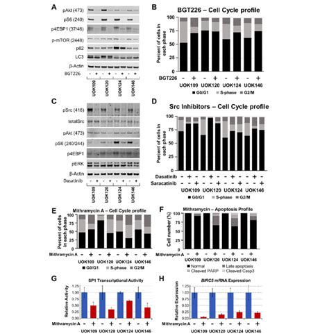 Mechanistic Effects Of Nvp Bgt Dasatinib And Mithramycin A On