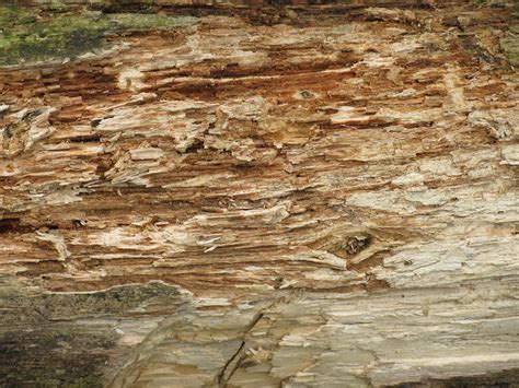 Free Images Tree Nature Rock Wood Texture Trunk Formation