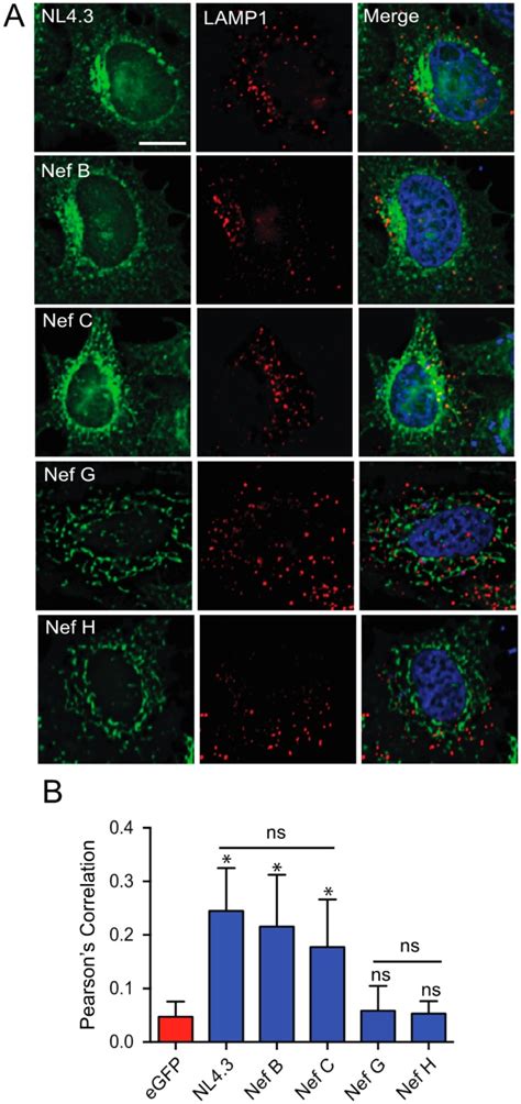 Identification Of Novel Subcellular Localization And Trafficking Of HIV