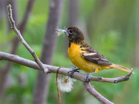 Baltimore Oriole Migration: A Complete Guide | Birdfact