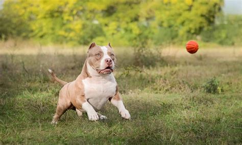 American Bulldog Vs Pitbull Difference