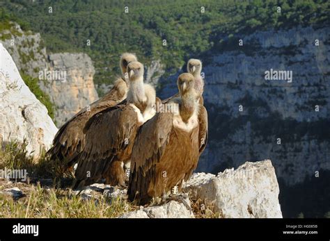 Griffon Vulture France Hi Res Stock Photography And Images Alamy