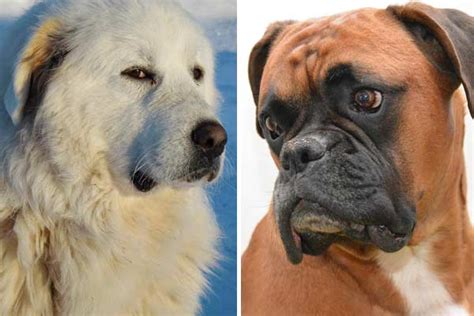 Great Pyrenees Boxer Mix: The Facts and Traits | Fluffy Dog Breeds