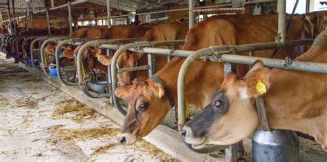 A Peek Inside The Amish Farms Of The Ny Finger Lakes