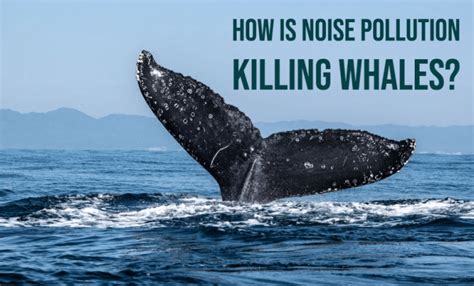 How is noise pollution killing whales?