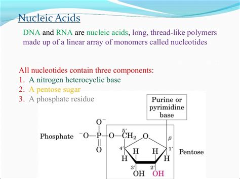 Nucleic Acids Ppt