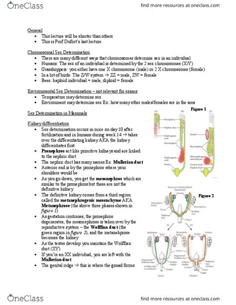 Biol Lecture Notes Winter Lecture Pronephros Gonadal