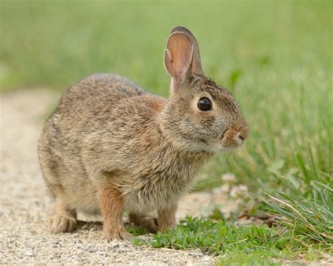 Subespecies Sylvilagus Floridanus Floridanus NaturaLista Mexico