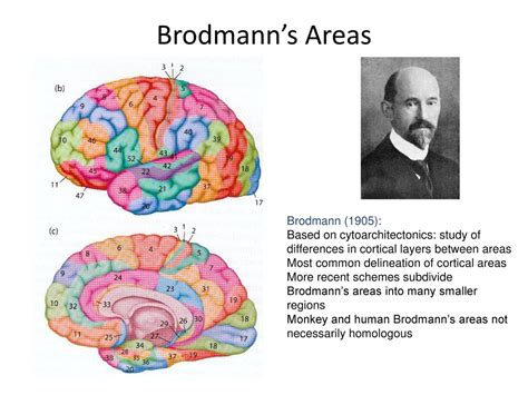 Localization And Normalization Ppt Download