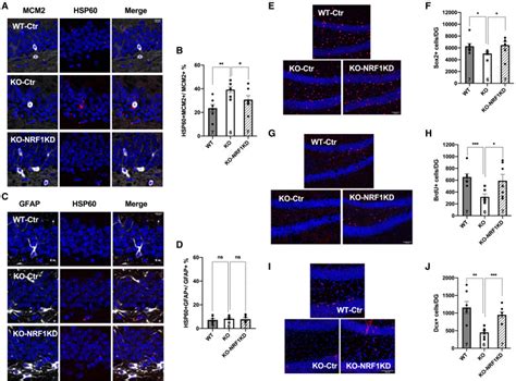 The Mitochondrial Unfolded Protein Response Regulates Hippocampal