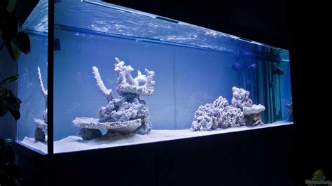 Beispiele Und Infos Zu Meerwasseraquarien