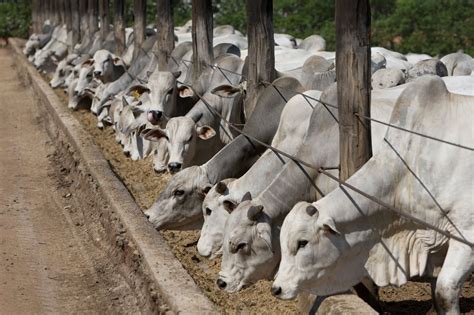 Ganadería y Agricultura Recuerda hoy es el mañana acerca del cual