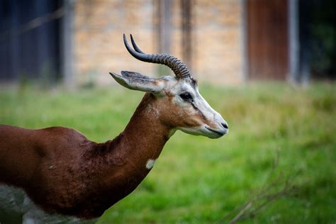 Gazelle Tier Tierwelt Kostenloses Foto Auf Pixabay