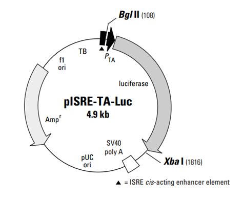 Pisre Ta Luc载体质粒图谱 优宝生物