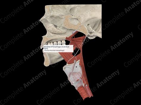 Mucosa of Esophagus (Cervical Part) | Complete Anatomy