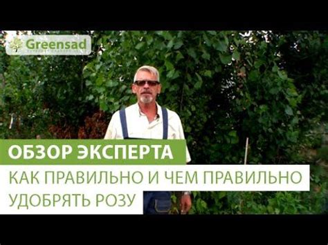 Как правильно и чем правильно удобрять розу | Incoming call screenshot ...