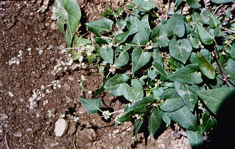 Fallopia Convolvulus Polygonaceae Image At Phytoimages Siu Edu