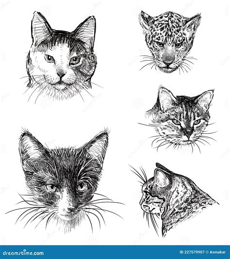 Freehand Drawings Of Portraits Various Cats Stock Illustration