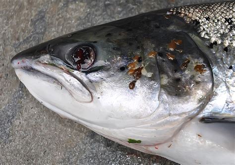 Sea Lice And Disease Control Salmon Watch Ireland