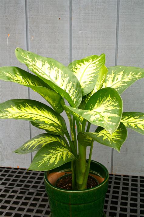 24 best dieffenbachia varieties – Artofit