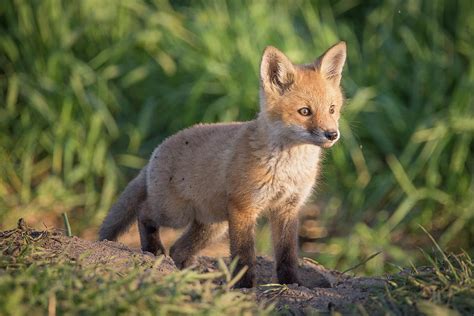 Curious Baby Fox Photograph by Lorraine Matti - Pixels