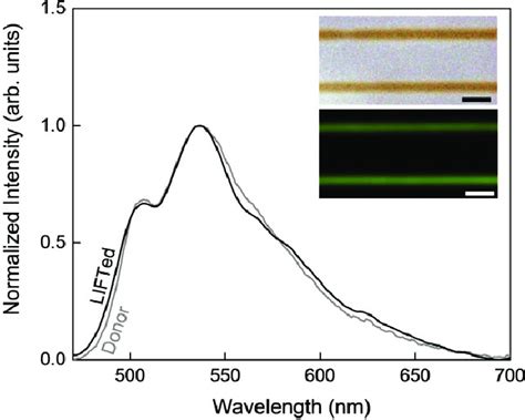 Photoluminescence Spectrum Of A PPV Sample Transferred By Fs LIFT With