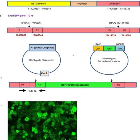 Representative Images Showing Immunohistochemical Expression Of Bst2