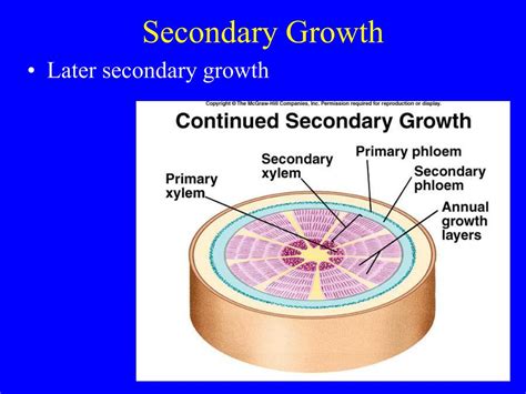 Ppt Secondary Growth Powerpoint Presentation Free Download Id1291732