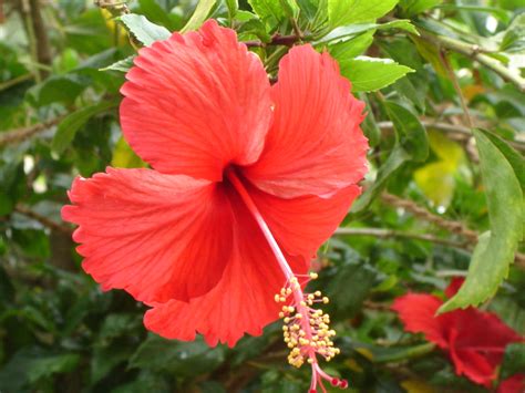 Red Hibiscus Flower Wallpaper 1280x960 31591