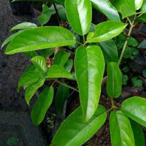 Jual Terbaru Bibit Cincau Hijau Pohon Cincau Hijau Perdu Pohon Daun