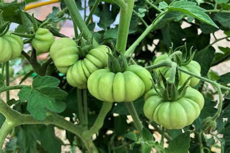 Tomato Growing Tips For Bigger Harvests Tomato Geek