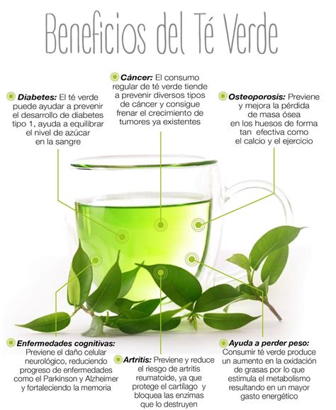 Te Verde Para Que Sirve Propiedades Beneficios Y Usos Medicinales Images