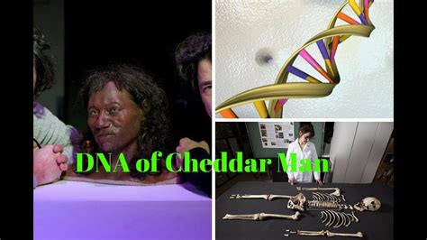 Bbc News Cheddar Man Dna Shows Early Briton Had Dark Skin News